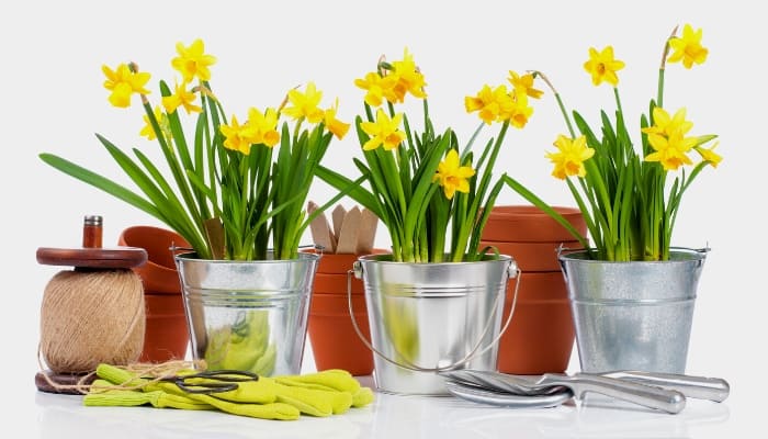 Three shiny metal pots with cheerful daffodils blooming happily inside.