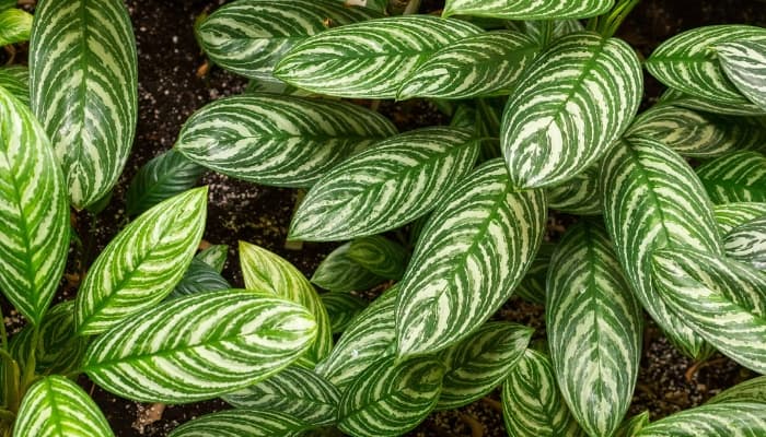 An up-close look at Emerald Beauty Anglaonema from above.
