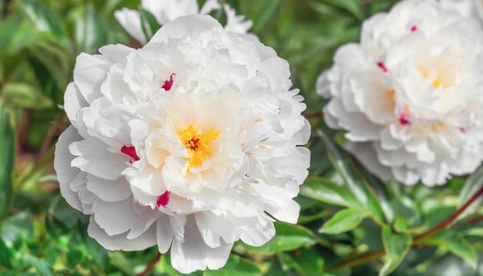 Festiva Maxima peony flower close up.