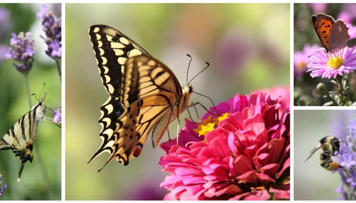 Butterflies and bees as pollinators in a collage.