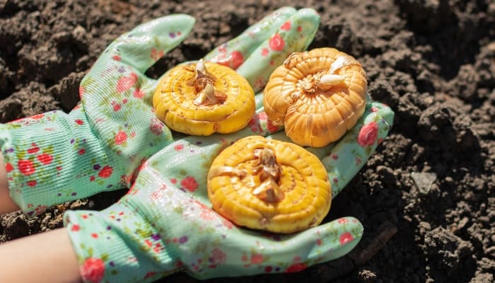 A gardener with gloved hands holds gladiolus bulbs for planting.