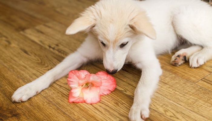 A cute puppy lying on the floor staring at a pink gladiolus flower.