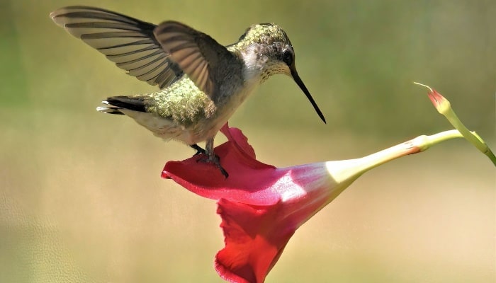 A hummingbird stopping to rest on a red Mandevilla flower.