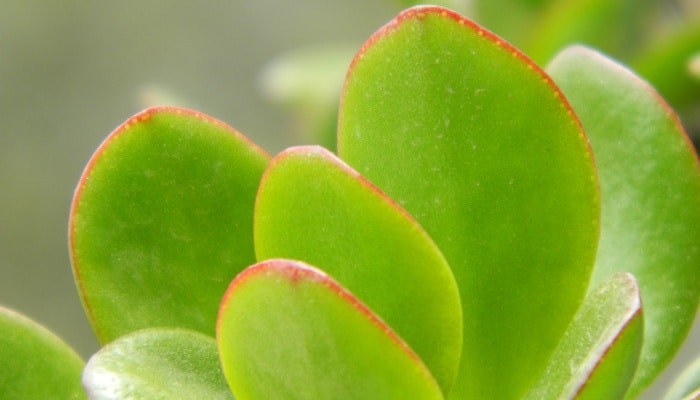 Green jade leaves with red borders up close.