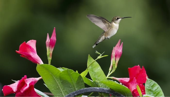A hummingbird flying away from a flowering Mandevilla vine.
