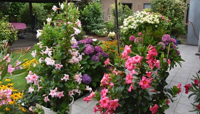 What To Plant With Mandevilla: 20 Companions To Complement