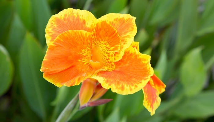 A single orange canna lily up close.