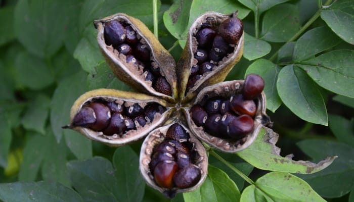 Dried peony seed pod with seeds showing.