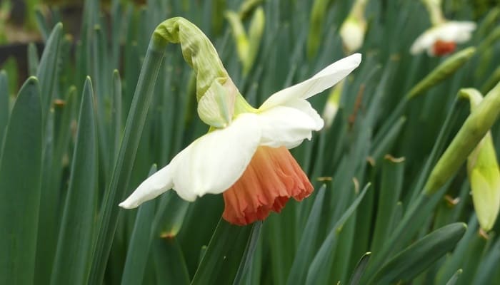 A single Pink Charm daffodil in bloom.