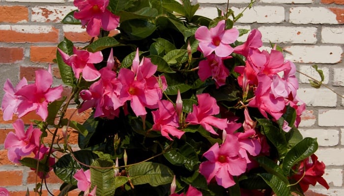 A beautiful Mandevilla vine covered with pink flowers in front of a brick wall.