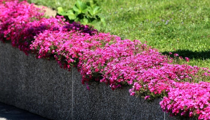 A border of pink creeping phlox above a low stone wall.