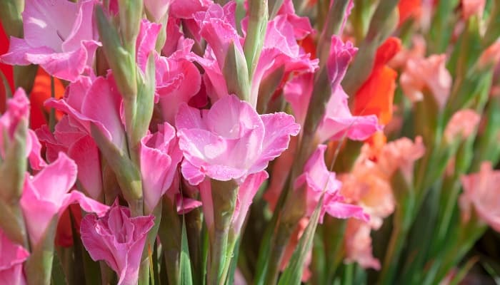 Pink and orange gladiolus flowers blooming on a sunny day.