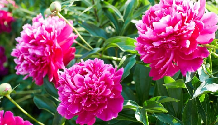 Beautiful pink peonies in home garden.