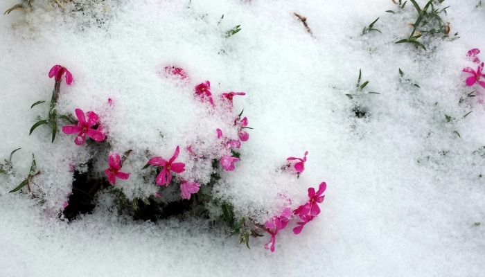 Pink phlox flowers showing underneath a fresh blanket of snow.