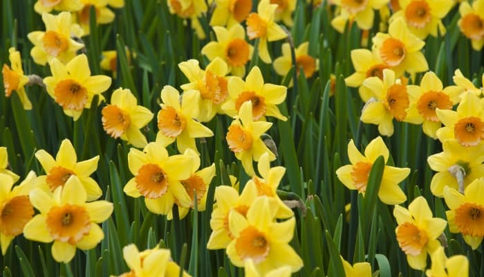 A profusion of yellow daffodils in full bloom.