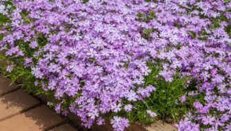 Creeping Phlox in Winter: Appearance, Care & Spring Prep