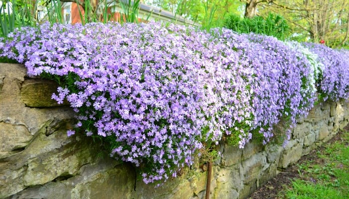 Purple creeping phlox growing over an old stone wall.