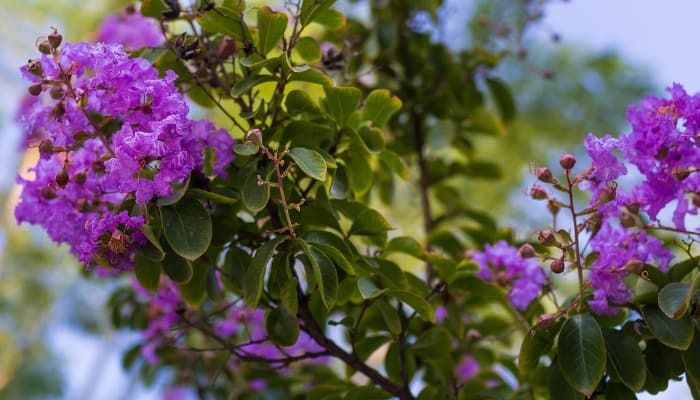 Up-close look at the blooms of a purple crepe myrtle tree.