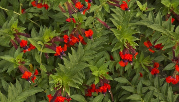 Red flowers on a Cuphea or firecracker plant.