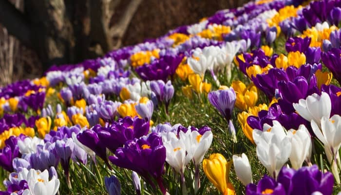 A variety of colorful crocus blooms planted on a hillside.