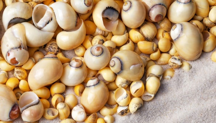 Various small seashells and pure white sand.