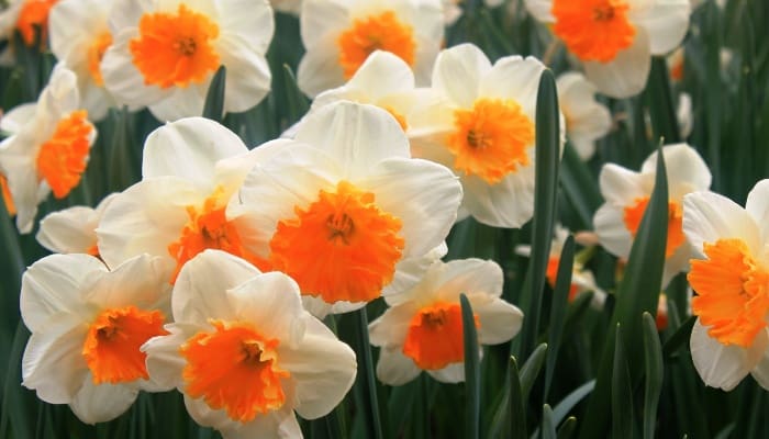 Daffodils with white petals and orange central cups.