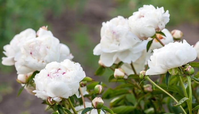 White peony blooms in the garden.