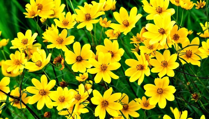 A mass of yellow coreopsis flowers in full bloom.
