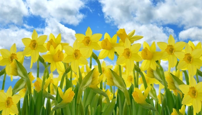 Bright yellow daffodils with a blue sky and puffy clouds in the background.