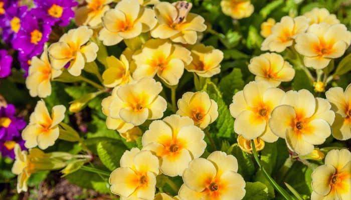 Pretty yellow primrose flowers in the garden up close.