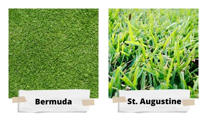 Bermuda and St. Augustine Grass