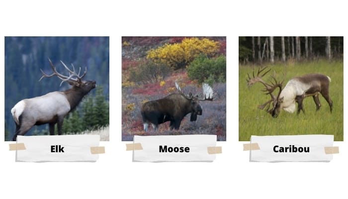 Differences Between Elk, Reindeer, Moose, and Caribou