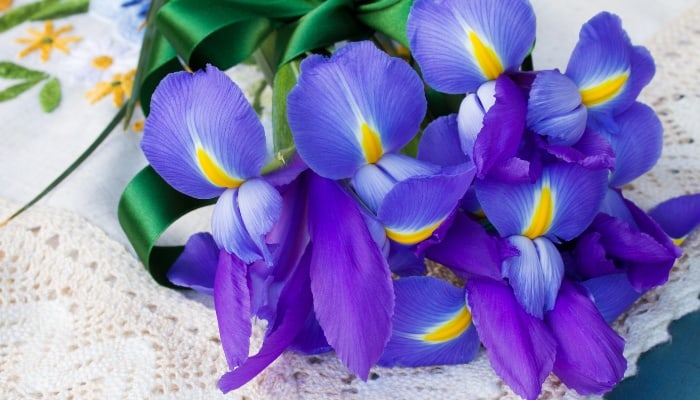 Irises as Cut Flowers: How To Ensure a Long-Lasting Bouquet