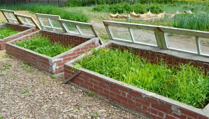 Three cold frames made out of brick with the tops removed for ventilation.