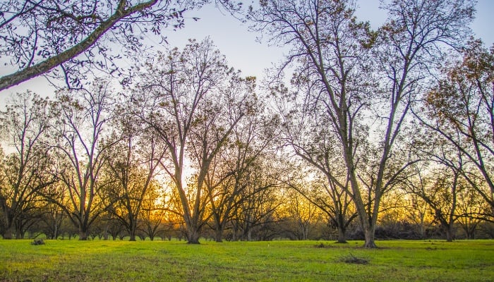 A pecan grove at sunrise in early spring as the trees are starting to leaf out.
