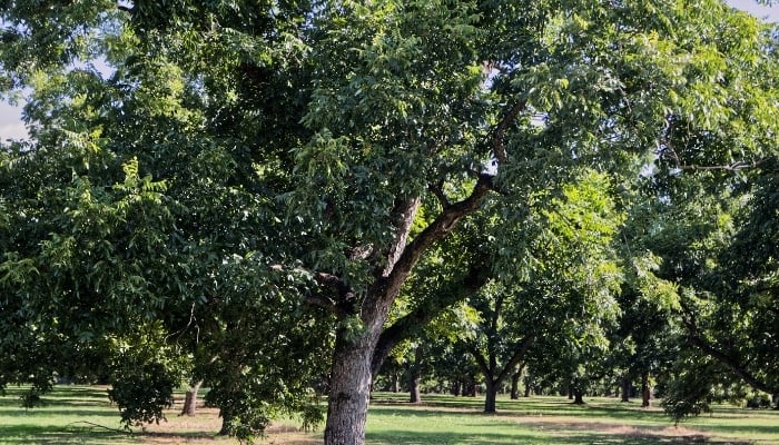 Pecan trees in an orchard in the summertime.
