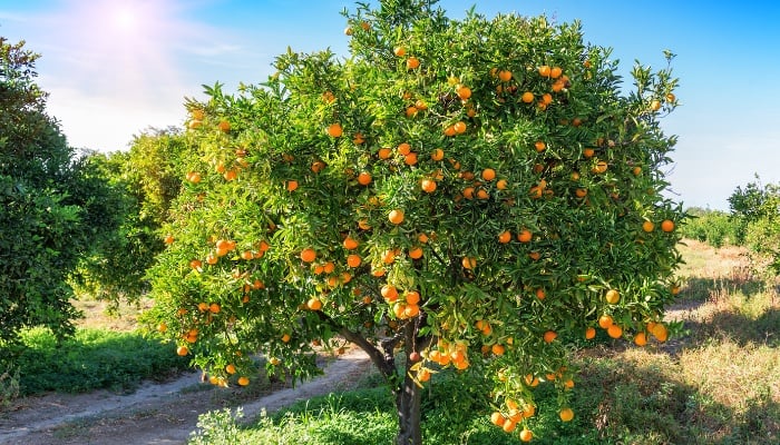 A healthy orange tree full of ripening fruit.