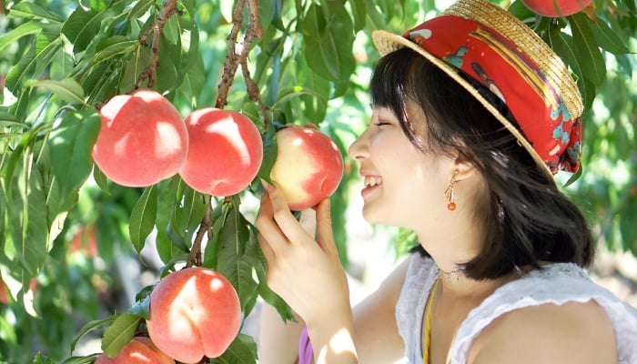 When Are Peaches In Season In New York
