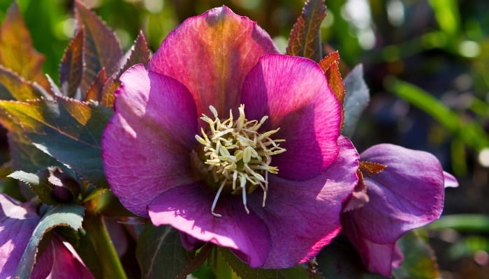 A close look at a purple hellebore flower on a sunny day.