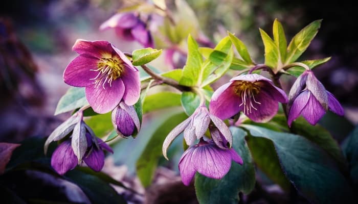 Pretty purple hellebore flowers in full bloom.