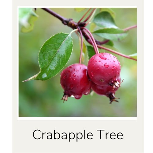 Crabapple Tree Graphic