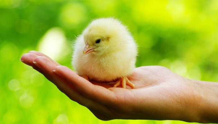 Chick in Womans Hand