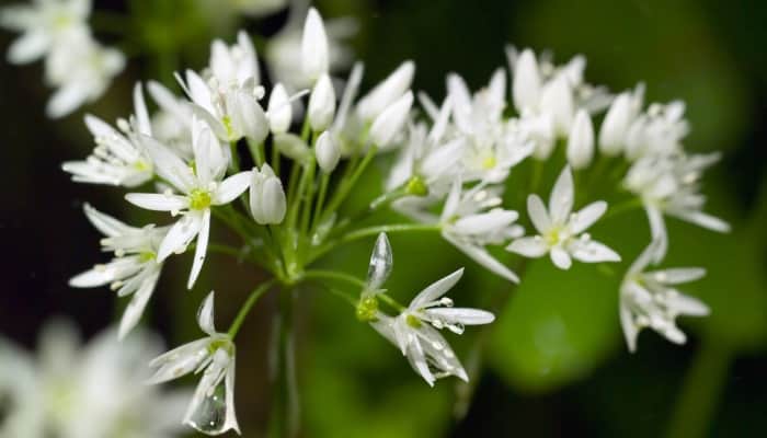 Flowers of Allium canadense or meadow garlic.