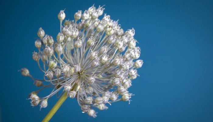 A single flower head of Allium vineale or onion grass.