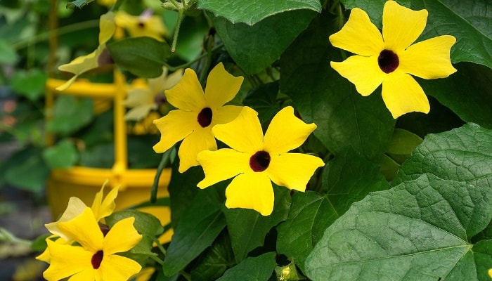 Yellow flowers with dark centers on a black-eyed Susan vine.