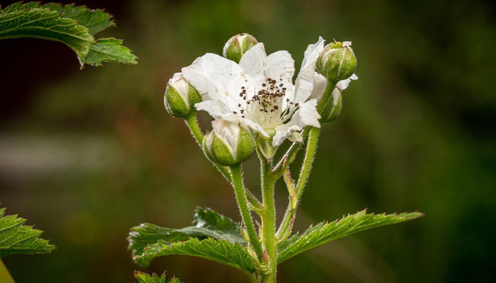 A close look at the flowers of a blackberry plant.