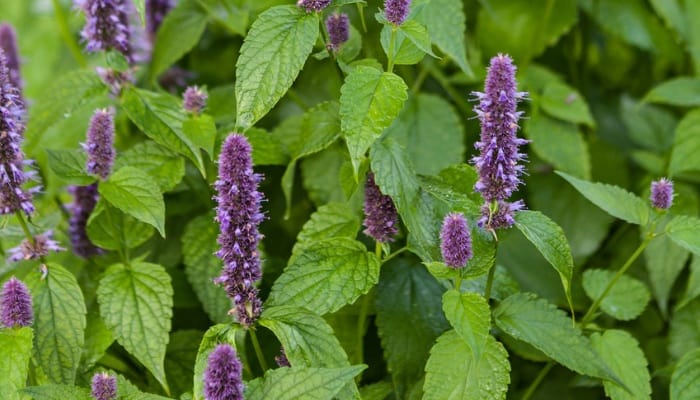 Hyssop plants blooming with tall purple flowering spikes.