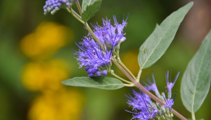 A close look at a blooming branch of blue mist spirea.