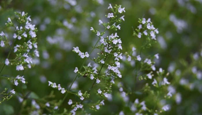 The white flowers of the lesser calamint plant.