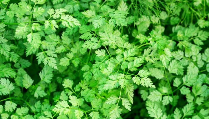 Fresh chervil leaves